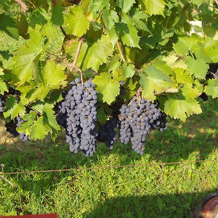 Agriturismo Il Crinale Castorano Kültér fotó