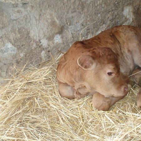 Agriturismo Il Crinale Castorano Kültér fotó