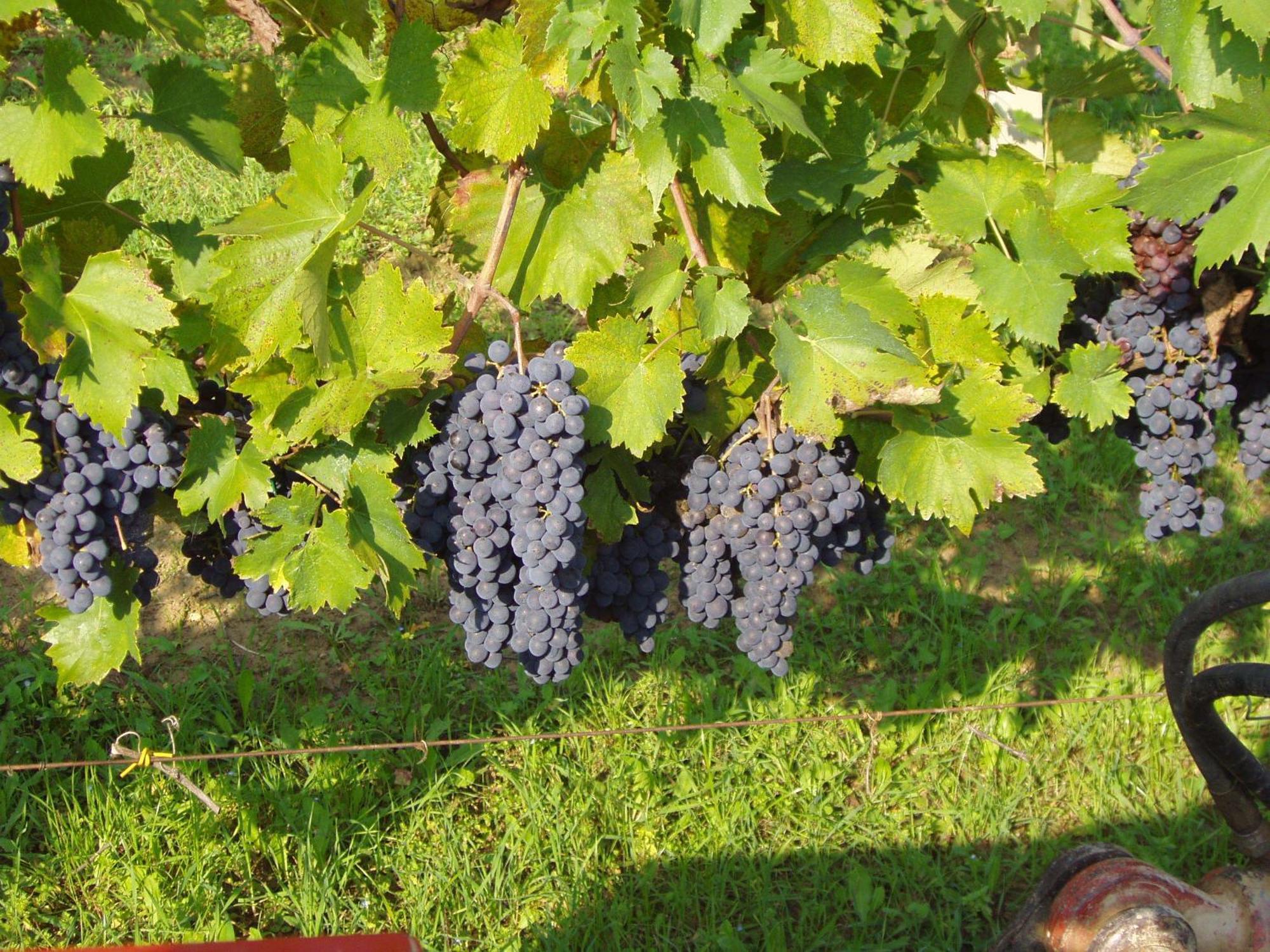 Agriturismo Il Crinale Castorano Kültér fotó